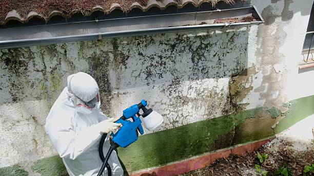 Top rated local Mold Inspection And Testing specialists in Howell, MI